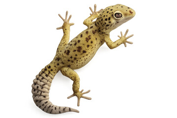 Naklejka premium Leopard gecko climbing on a transparent background, showcasing its unique spotted pattern and agile movements
