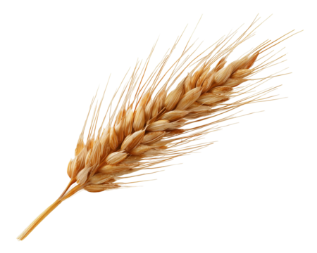 Single wheat spike on a plain setting