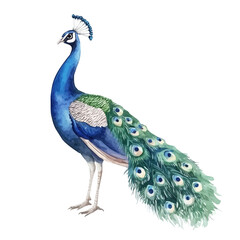 Fototapeta premium Peacock Close Up, watercolor painting vector, isolated on a white background.
