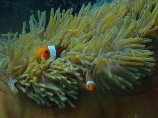 Vibrant Clownfish Hiding in a Sea Anemone Underwater Ocean Life