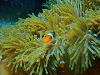 Vibrant Clownfish Hidden in a Sea Anemone Underwater Photography