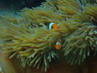 Underwater Wonders Two Ocellaris Clownfish Hiding in Sea Anemone