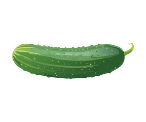 Fresh Whole Cucumber Lying Horizontally - Vector Illustration