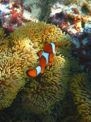 Vibrant Clownfish in a Sea Anemone Underwater Marine Life Photography