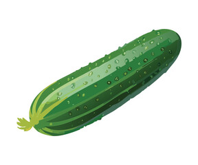 Fresh Whole Green Cucumber Vegetable - Vector Illustration