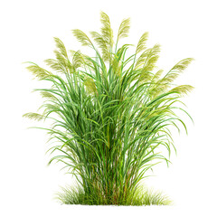 Fototapeta premium green plant isolated on white background