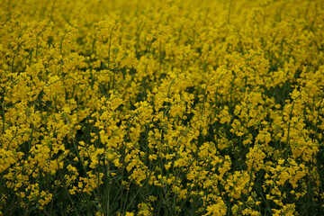 Obraz premium A field of yellow flowers with a bright and cheerful mood