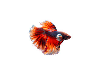 Siamese fighting fish with vibrant colors isolated on transparent background