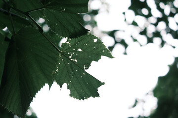 A leaf is shown in a close up, with the veins visible