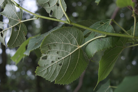 A leaf with holes in it is on a tree branch