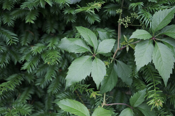 A leafy green plant with a vine growing out of it
