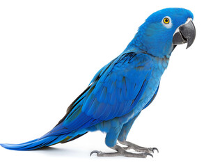 Obraz premium blue parrot macaw isolate on white background.