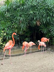 Group of flamingos drinking water near tropical plants