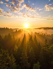 A breathtaking sunrise casts golden hues over a dense forest, where tall trees rise majestically through a soft blanket of ethereal fog.