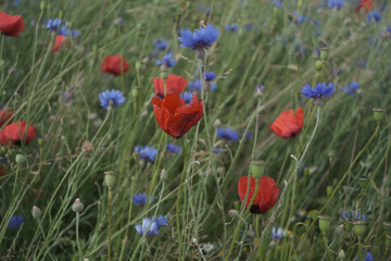 A field of flowers with a mix of red and blue flowers