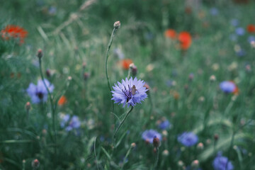 A field of flowers with a single purple flower in the foreground