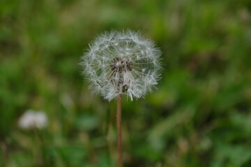 Obraz premium Dandelion (Taraxacum) macro photo in summer