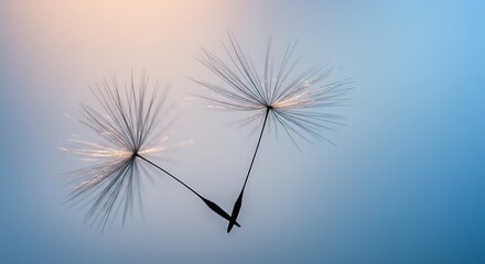 Obraz premium Serene Dandelion Seed Heads, Soft Blue and Peach Gradient, Minimalist Nature Photography