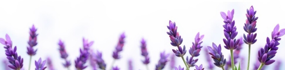 Obraz premium Cutout of a lavender bunch, shallow depth of field, white background , isolated, detail