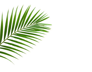 Obraz premium A single lush green palm leaf gracefully arching in a bright and well-lit environment