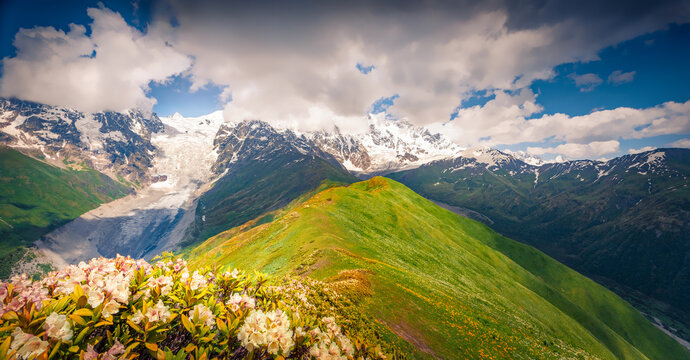 Panoramic summer view of blooming white rhododendron flowers in Caucasus mountains. Sunny morning scene of Shkhara Mountain in the dramatic clouds, Upper Svaneti, Georgia, Europe.