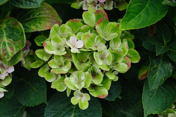 A cluster of green and pink flowers with a brown center