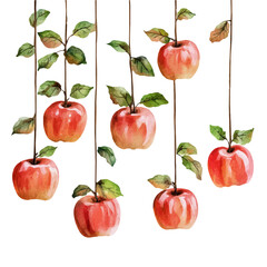 Orchard Ripe Apples Hanging, watercolor illustration vector, isolated on a white background.