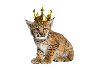 Young Bobcat Wearing Golden Crown Against Transparent Background