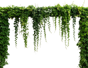 Bush grape or three-leaved wild vine cayratia (Cayratia trifolia) liana ivy plant bus