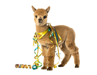 Baby Alpaca Adorned with Colorful Ribbons on Transparent Background