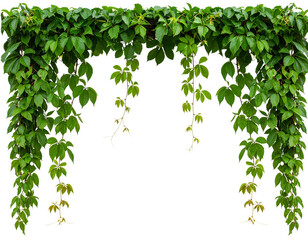 Bush grape or three-leaved wild vine cayratia (Cayratia trifolia) liana ivy plant bus