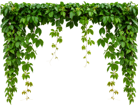 Bush grape or three-leaved wild vine cayratia (Cayratia trifolia) liana ivy plant bus - Powered by Adobe