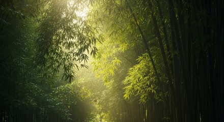 Naklejka premium Sunlit path through a dense bamboo forest, misty atmosphere, tranquil scene.