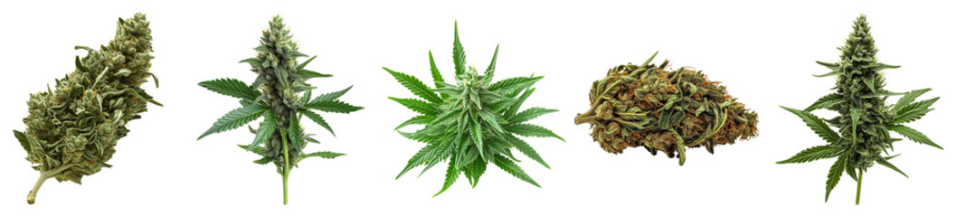 Different Varieties of Cannabis Plants Displayed on White Background, PNG bundle collection, Isolated on Transparent Background