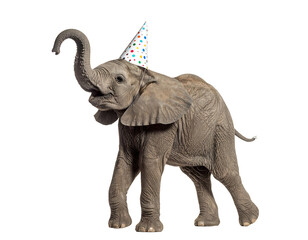 Fototapeta premium Joyful Elephant Wearing Party Hat Isolated on Transparent Background