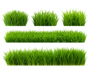 Collection green grass on transparent background 3d rendering png.