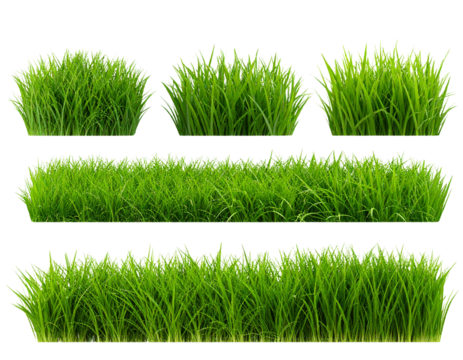 Collection green grass on transparent background 3d rendering png.