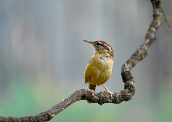 wren on a branch
