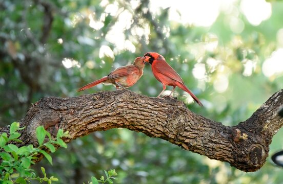 red cardinal feeding juvenile - Powered by Adobe