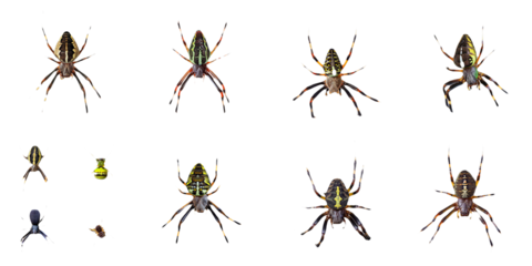 Collection of Spiders with Different Color Patterns