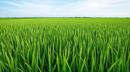 Fototapeta premium Lush Green Rice Field Under a Clear Blue Sky in a Rural Landscape