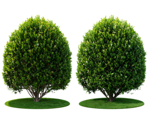 isolated shrub bushes in 2 variation, best use for landscape design, best use for pos 