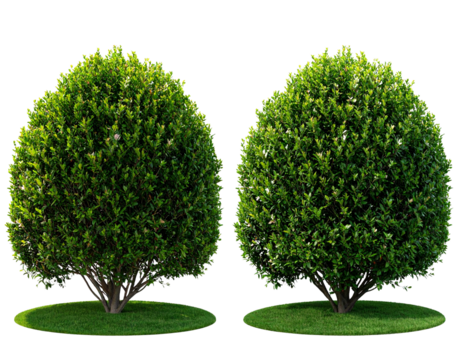 isolated shrub bushes in 2 variation, best use for landscape design, best use for pos 