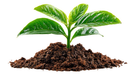 Sprout of Hope: A vibrant young plant springs forth from the rich earth, symbolizing new beginnings and the enduring power of life.