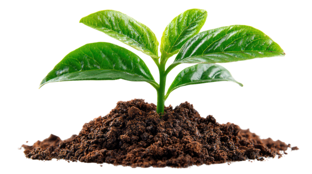 Sprout of Hope: A vibrant young plant springs forth from the rich earth, symbolizing new beginnings and the enduring power of life.