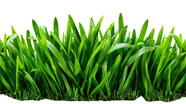 Vibrant Green Grass: Lush, vibrant green grass blades form a rich texture, ideal for backgrounds or design elements.