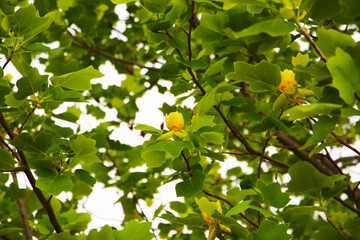 Tulip tree branches with green leaves and blooming flowers