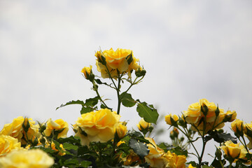 Yellow roses blooming in a Japanese public garden.