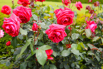 Beautiful pink roses in full bloom at the Japanese Rose Garden.