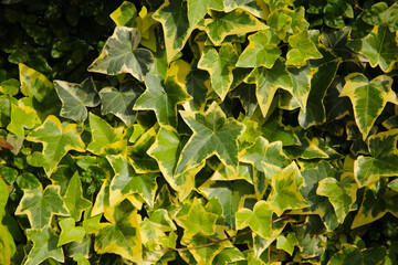 Variegated ivy leaves with bright green and yellow tones.